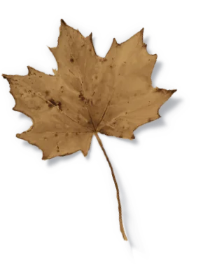 The leaf browned and curling