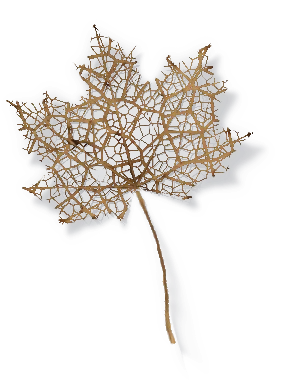 The leaf decomposed to a lace of veins